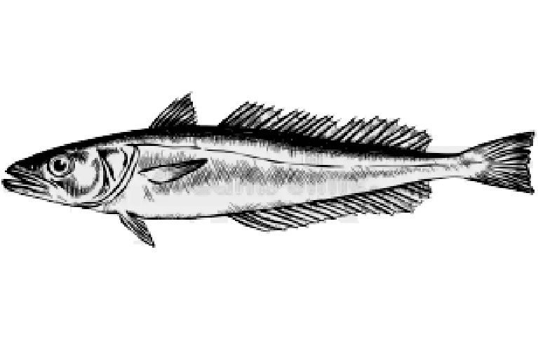 Merluza Negra